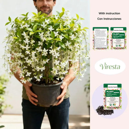 500Pcs Climbing Jasmine Flower Seeds Fragrant Plant for Planting Garden