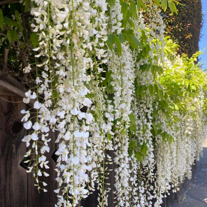 500Pcs Climbing Jasmine Flower Seeds Fragrant Plant for Planting Garden
