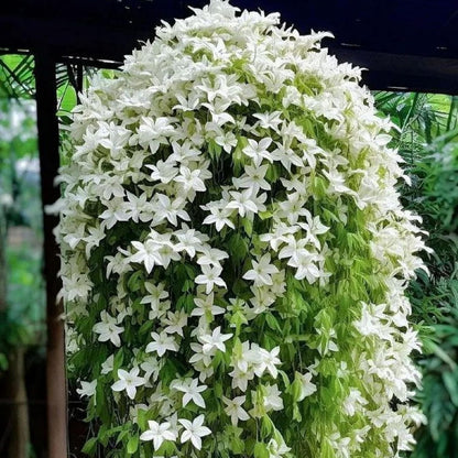 500Pcs Climbing Jasmine Flower Seeds Fragrant Plant for Planting Garden