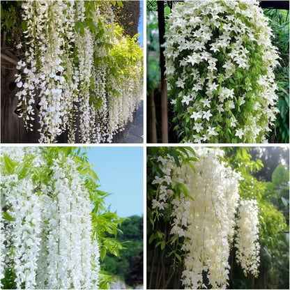 500Pcs Climbing Jasmine Flower Seeds Fragrant Plant for Planting Garden