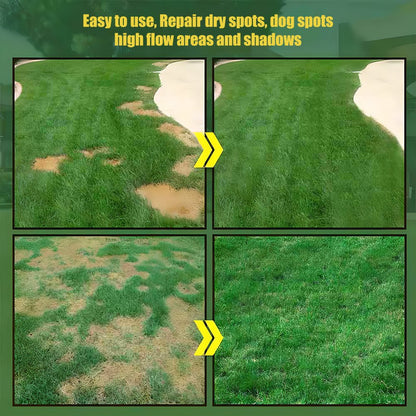 🌱2026 Evergreen Dwarf Grass Seed | For Four Seasons